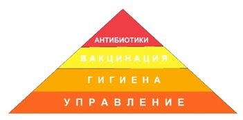 Пирамида здоровья
